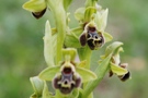 Ophrys umbilicata